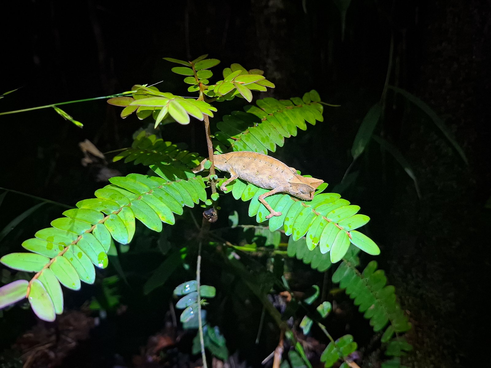 One chameleon with brown skin and litlle horns
