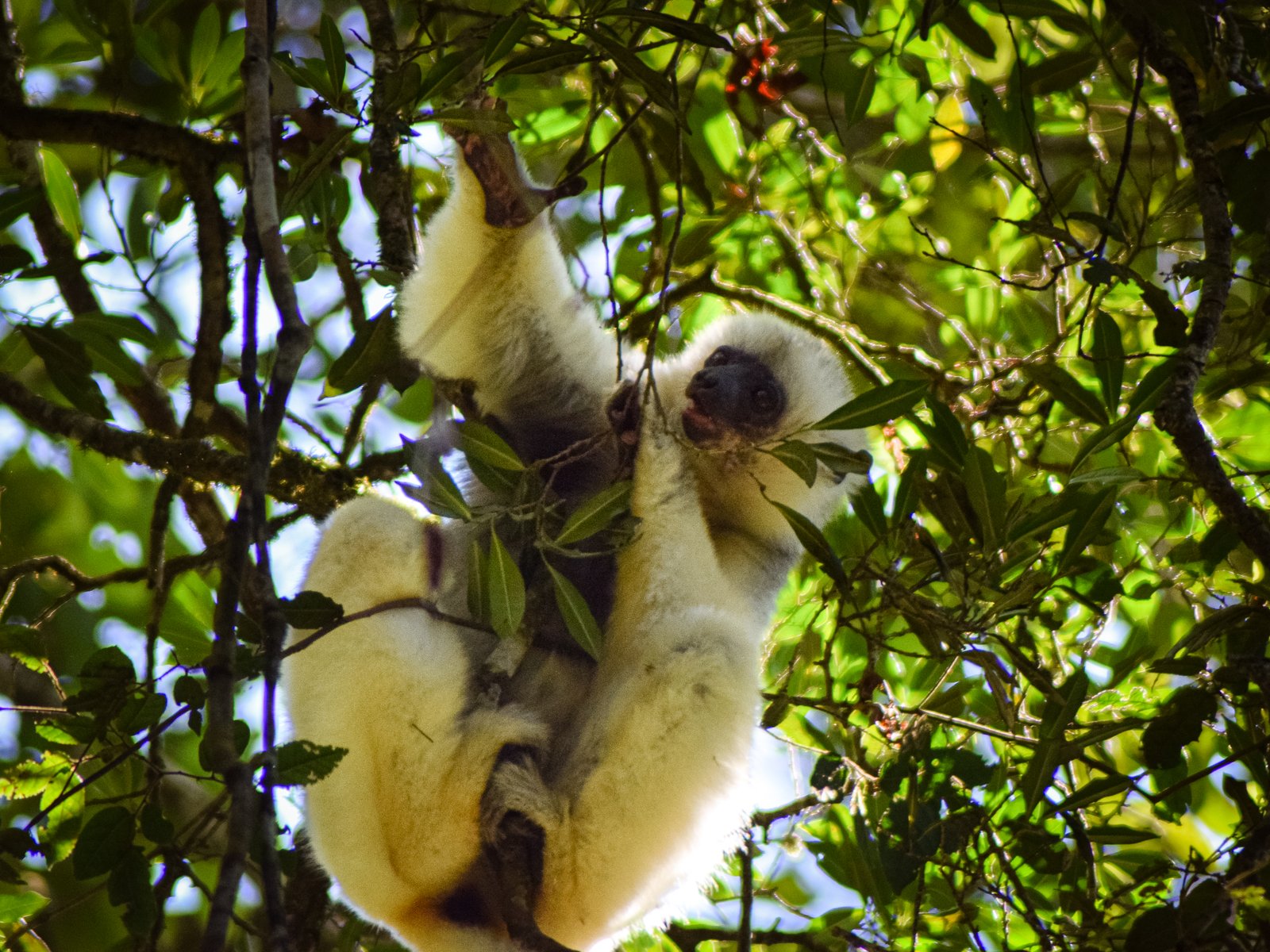 Very majestic white lemur
