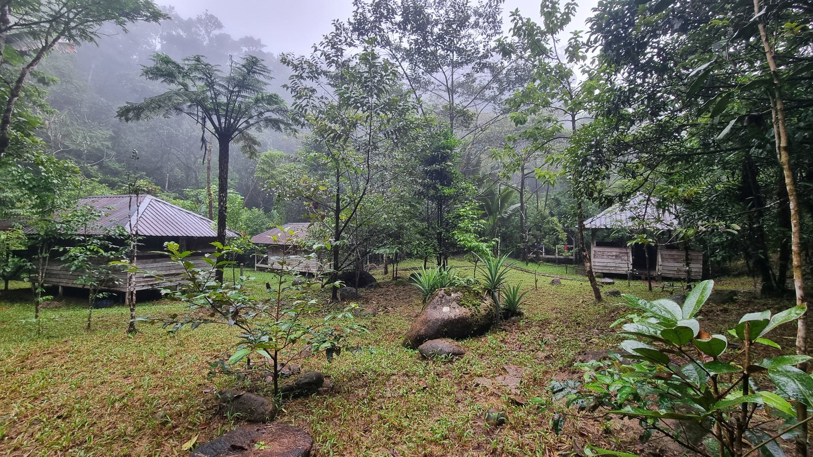 Misty rainforest camp among the trees